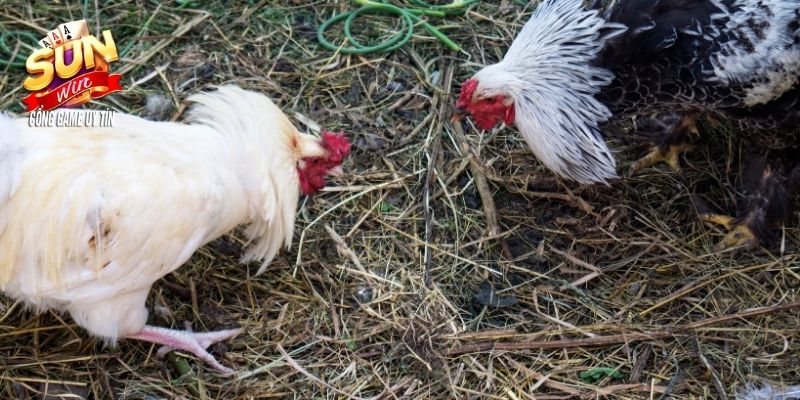 Đá Gà Sunwin 3407 Đá gà cựa dao với trải nghiệm kịch tính